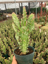 Load image into Gallery viewer, Large 4” Opuntia Monocantha Joseph’s Coat