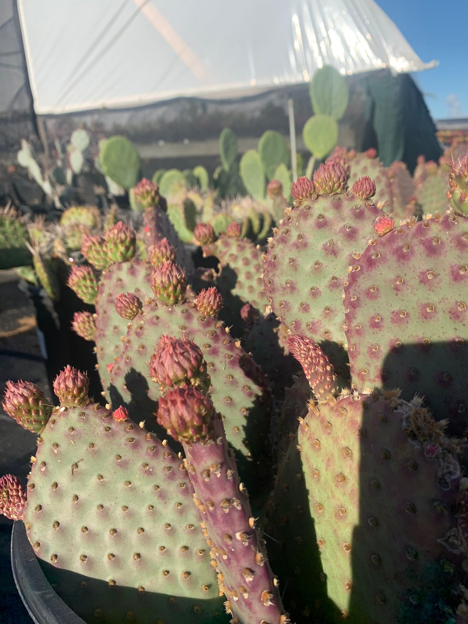 orange prickly pear cactus Large Opuntia Species Orange Chiffon Cold Hardy Cactus – Dose of Succulents