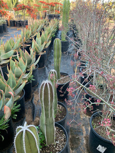 Very large pachycereus marginatus mexican fence post