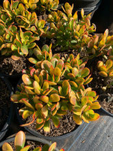 Load image into Gallery viewer, LARGE Crassula Ovata Jade Hummel’s Sunset 5gal Bare Root