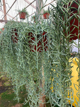 Load image into Gallery viewer, Very Large Senecio Radicans Fish hooks 8” pot Senecio Fish hook