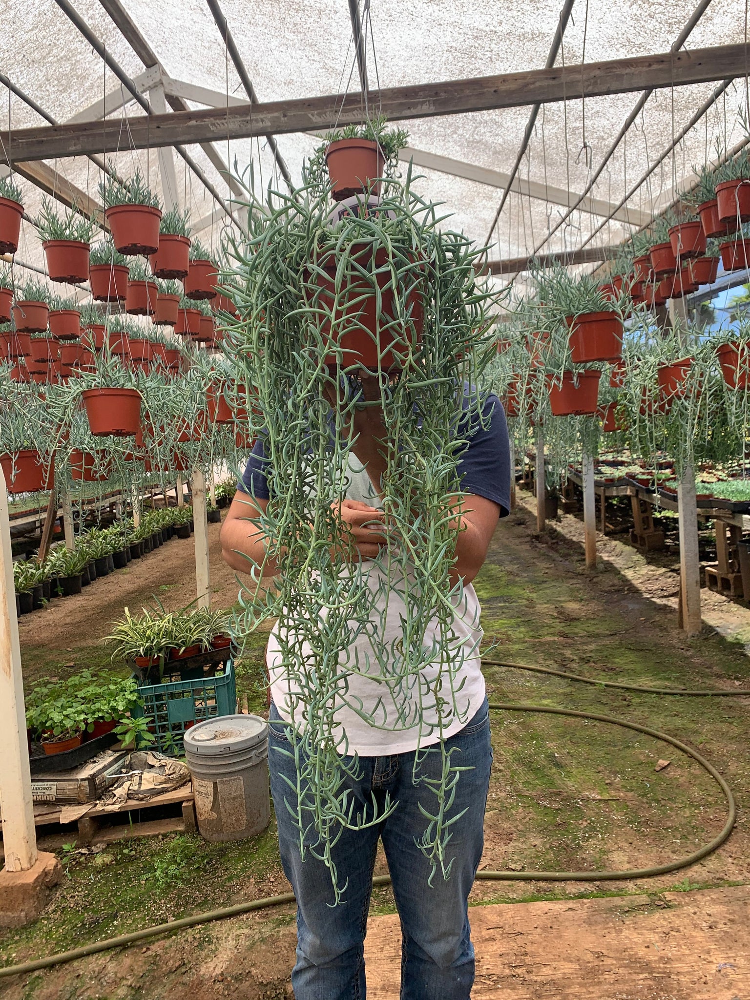 hanging fish hook plant Very Large Senecio Radicans Fish hooks 8” pot Senecio Fish hook – Dose of Succulents