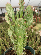 Load image into Gallery viewer, Large 4” Opuntia Monocantha Joseph’s Coat
