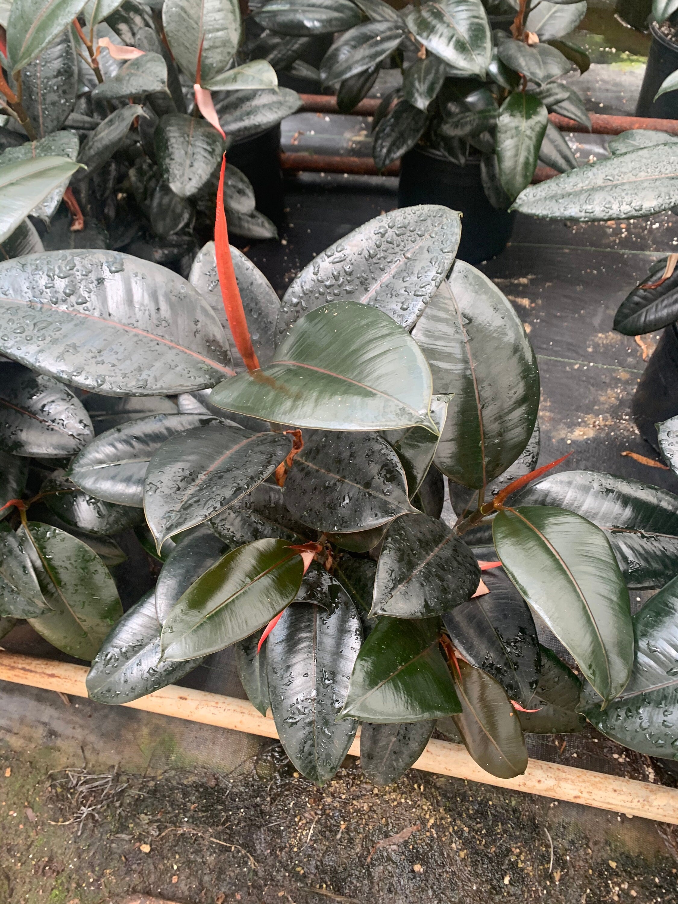 burgundy india rubber tree plant Ficus Elastica (Burgundy Rubber Tree), Including Care Guide Large / Baskets / Light