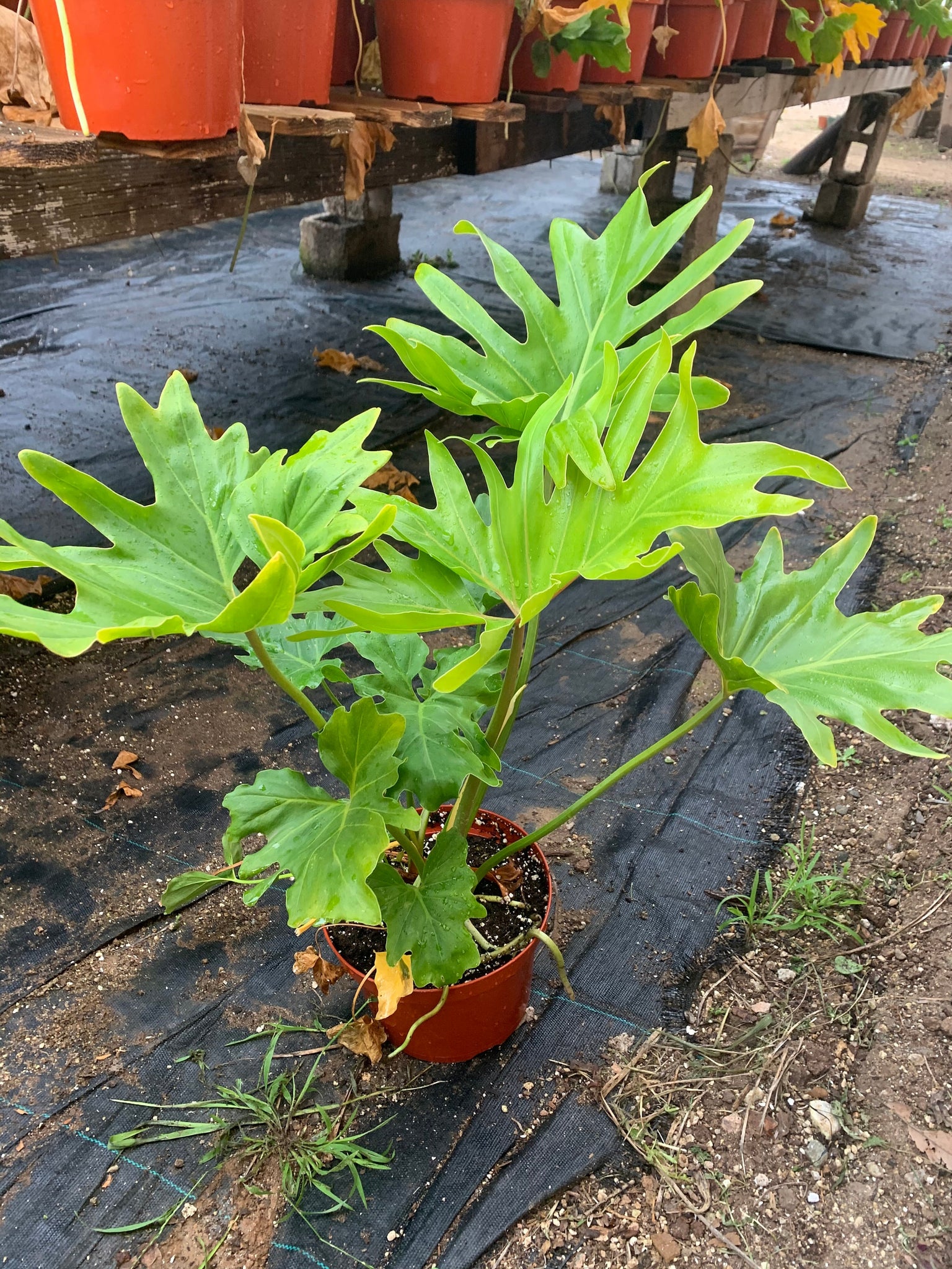 large philodendron hope Philodendron Hope large 8” plant bare root – Dose of Succulents