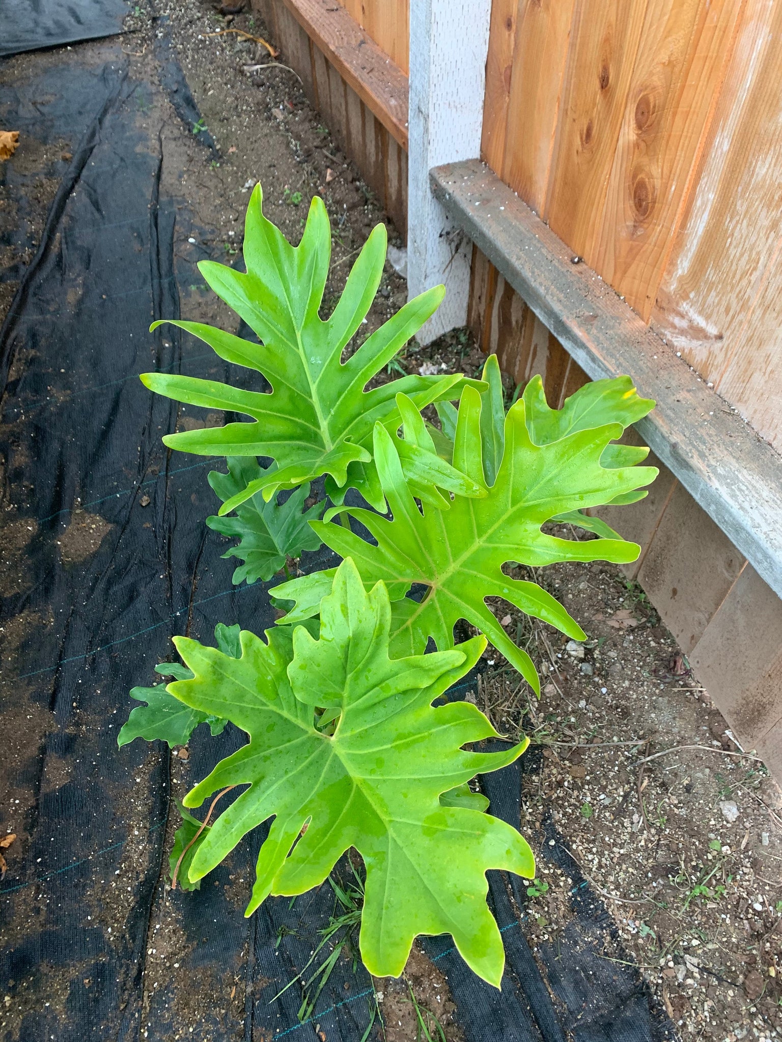 hope philodendron large Philodendron Hope large 8” plant bare root – Dose of Succulents
