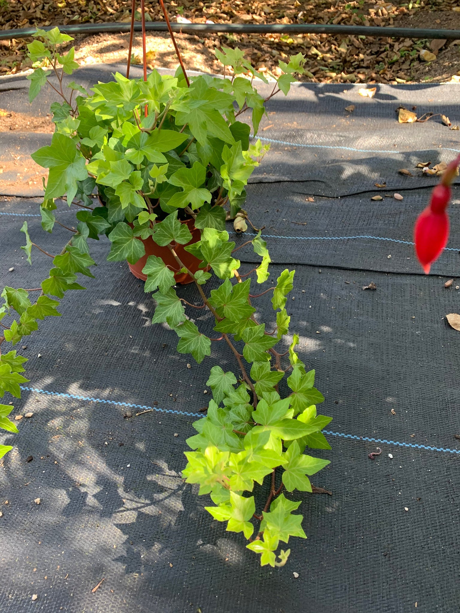 large hanging ivy plant English Ivy Large Hanging Plant Very Long 6” pot LIVE PLANT – Dose of Succulents
