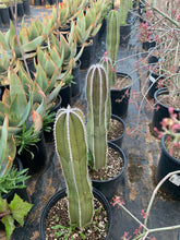 Load image into Gallery viewer, Very large pachycereus marginatus mexican fence post