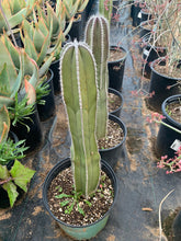 Load image into Gallery viewer, Very large pachycereus marginatus mexican fence post