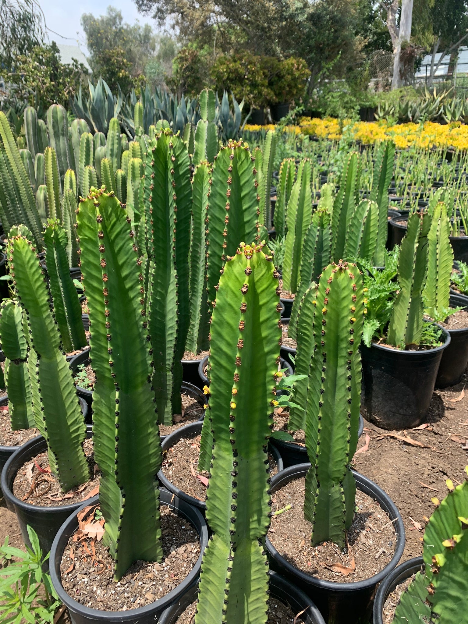 tall succulent tree Euphorbia Ingens Candelabra Tree large live plant 20”tall – Dose of Succulents
