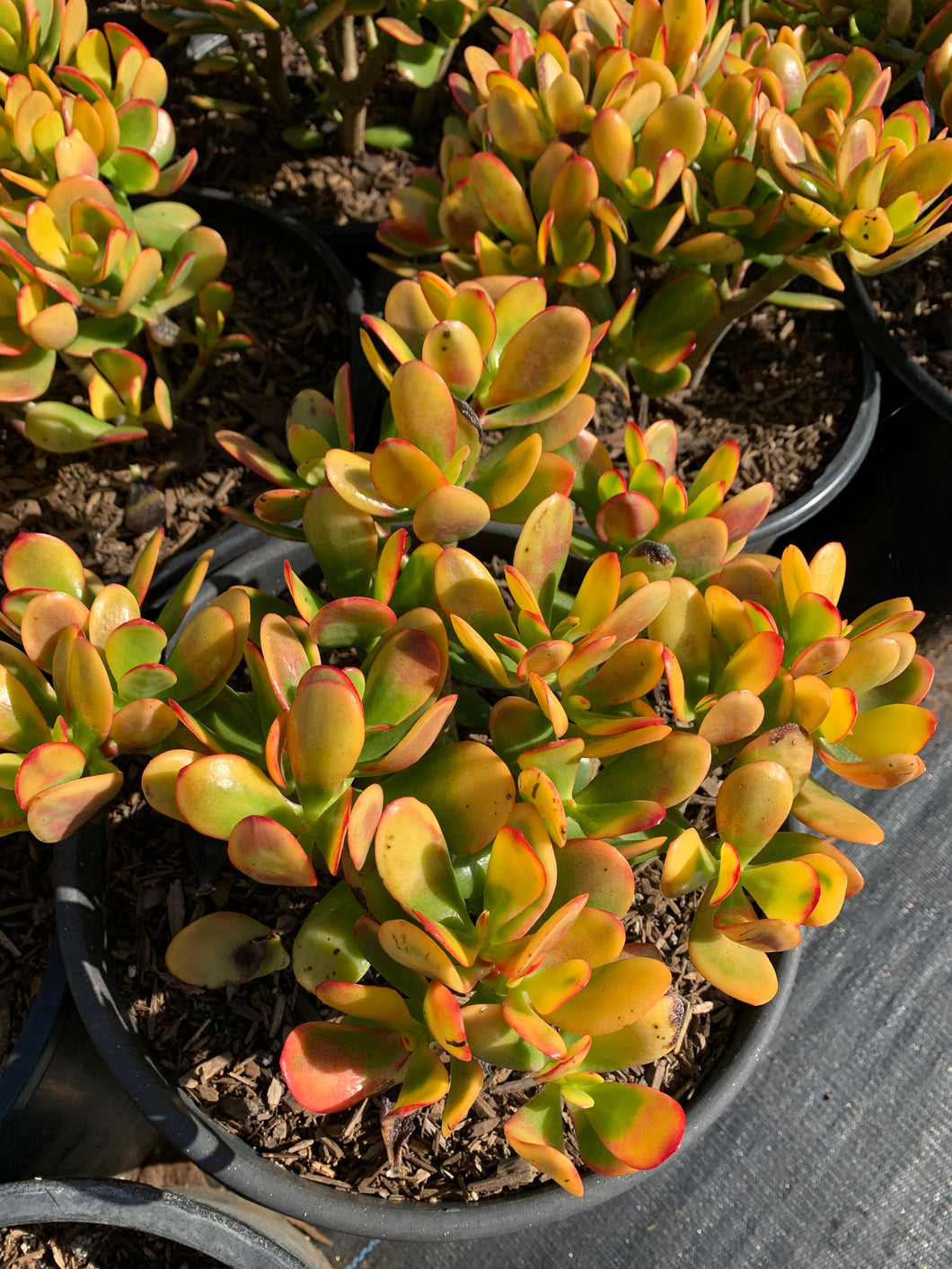 orange jade plant LARGE Crassula Ovata Jade Hummel's Sunset 5gal Bare Root – Dose of Succulents