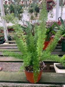 Fox tail Fen 6” pot bare root