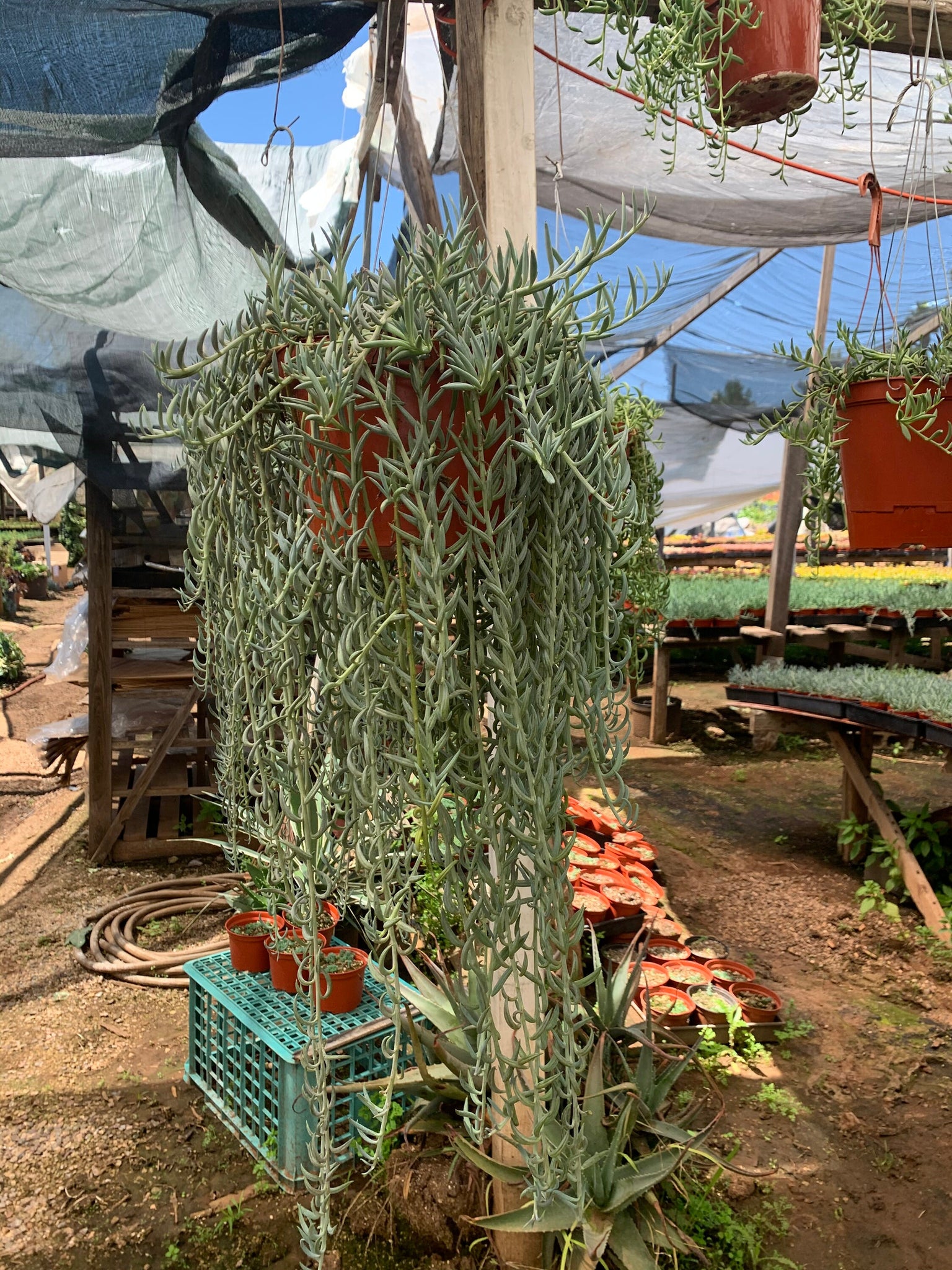 rdo succulent fish Very Large Senecio Radicans Fish hooks 8” pot Senecio Fish hook – Dose of Succulents