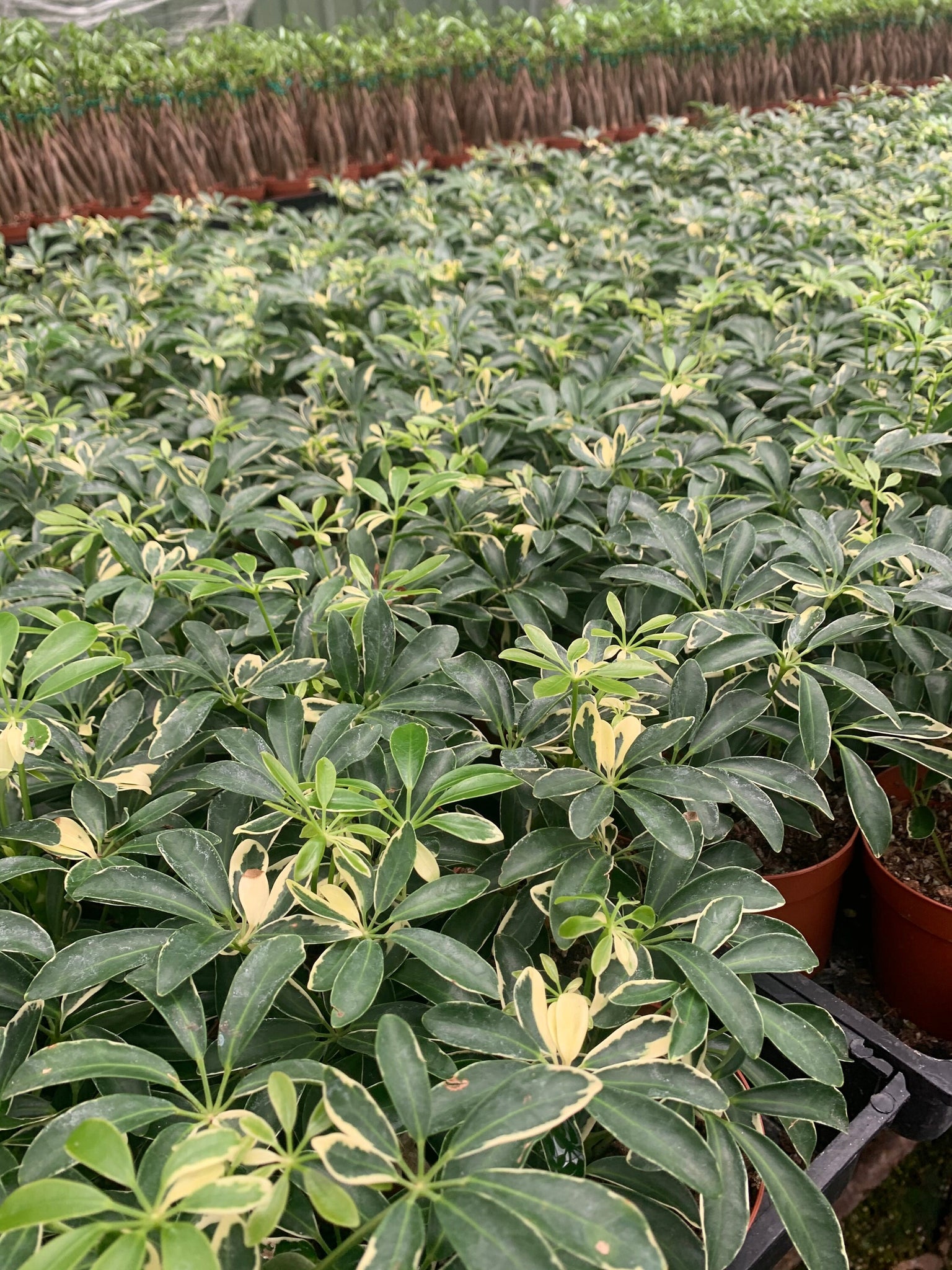 umbrella plant indoor Variegated umbrella plant 4” pot live plant Schefflera actinophylla va – Dose of Succulents