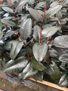 Ficus Burgundy Rubber tree Ficus Elastica Large Plant