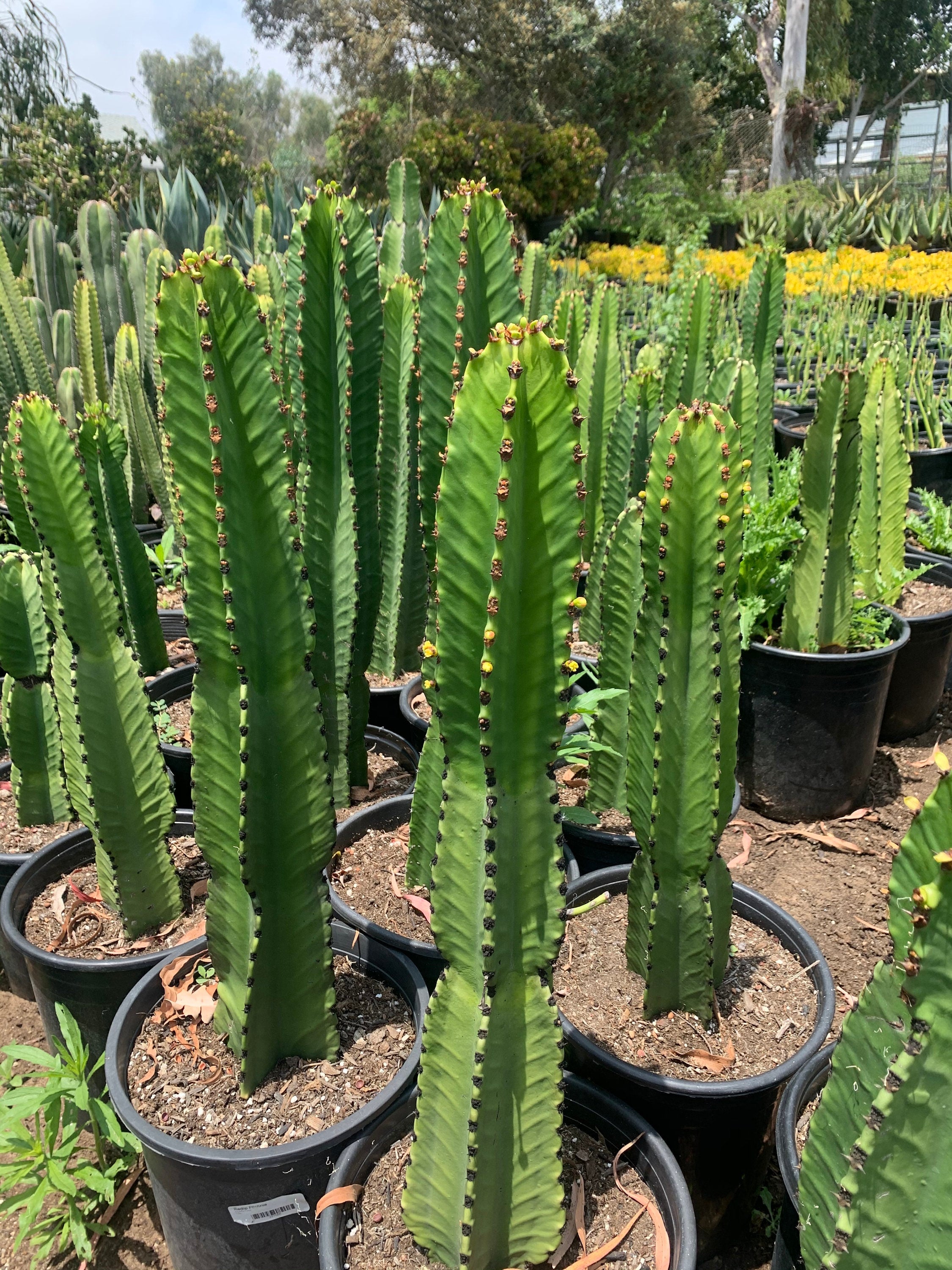 candelabra succulent Euphorbia Ingens Candelabra Tree large live plant 20”tall