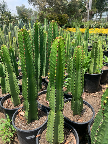 Euphorbia Ingens Candelabra Tree large live plant 20”tall