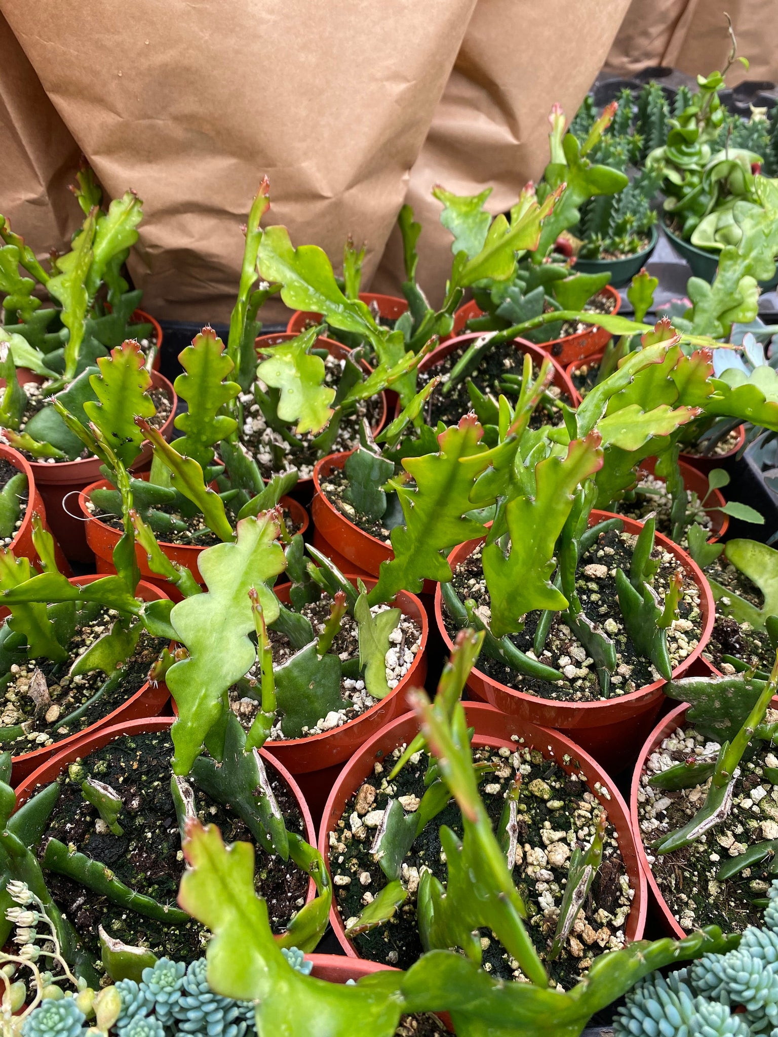 Fishbone Cactus Ric Rac Cactus Epiphyllum Anguliger 4'' Pot – Dose of ...