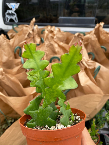 4” Fishbone Cactus Ric Rac Cactus