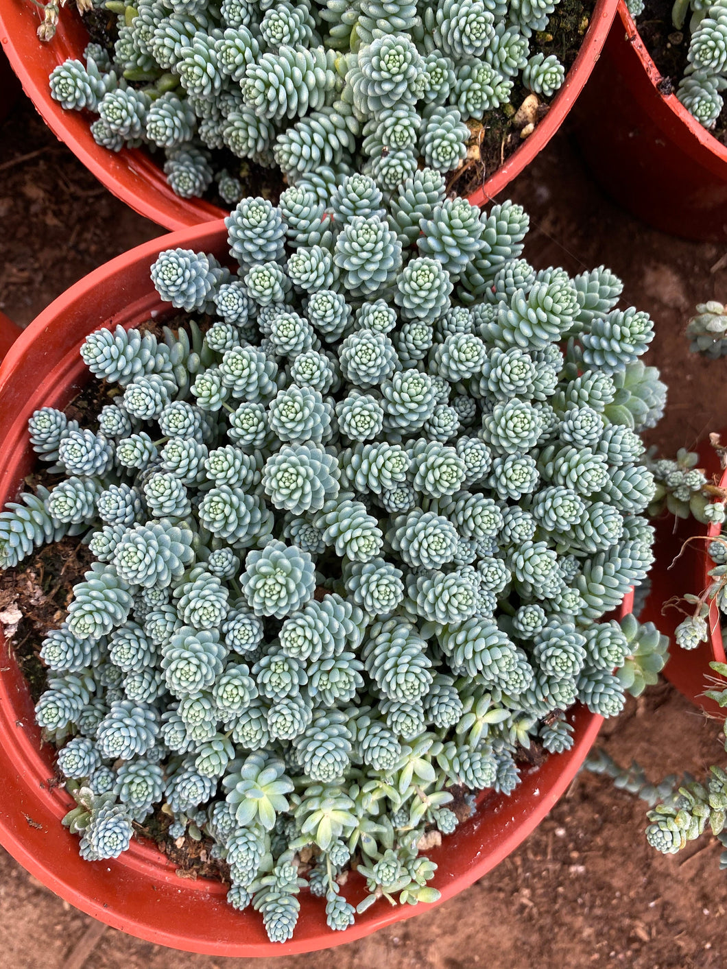 sedum major succulent care Sedum Dasyphyllum Major Blue Tears 6'' Pot Live Plant – Dose of Succulents