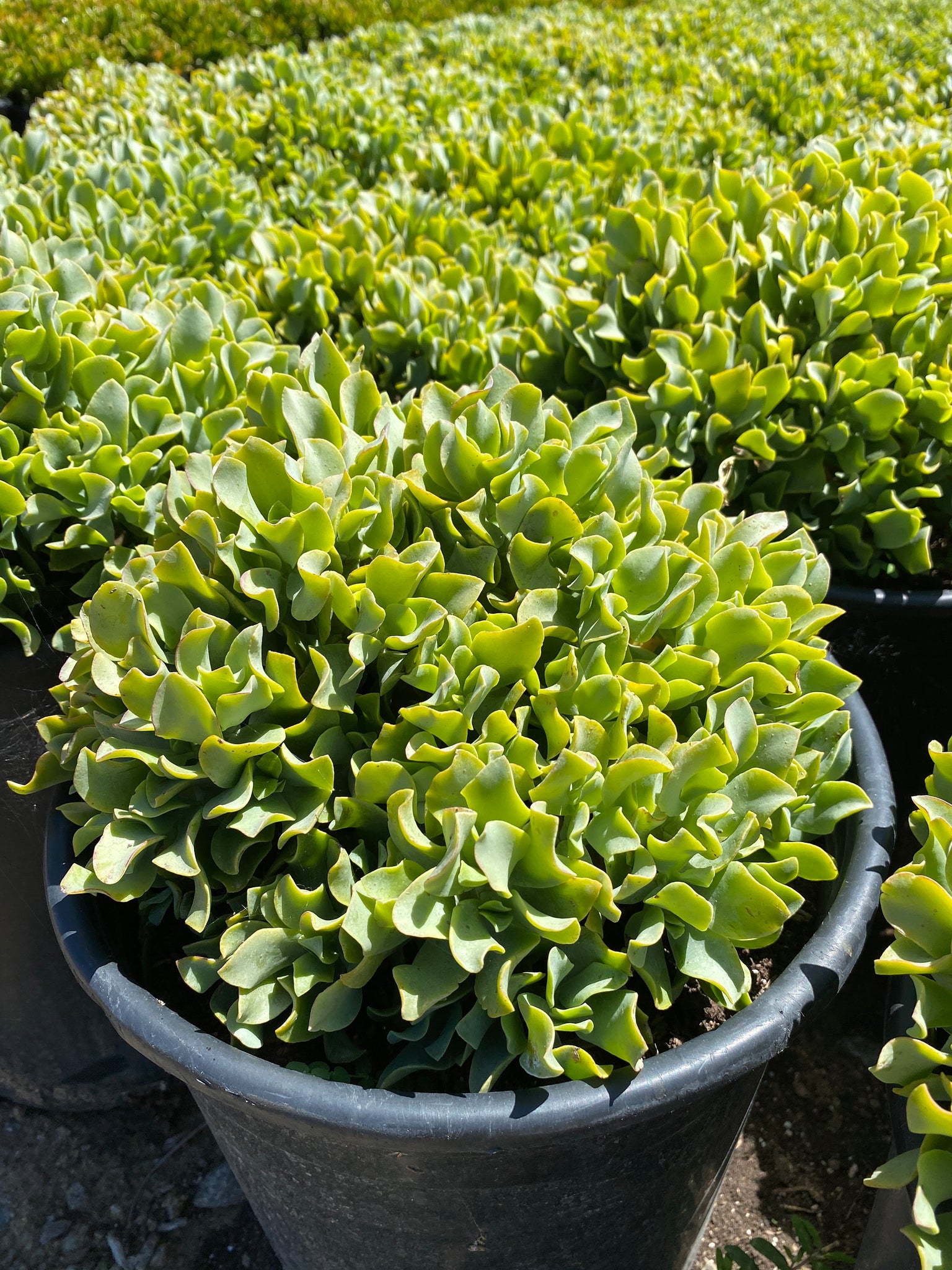 ripple jade succulent Large Ripple Jade Mound 12” wide Bare root – Dose of Succulents