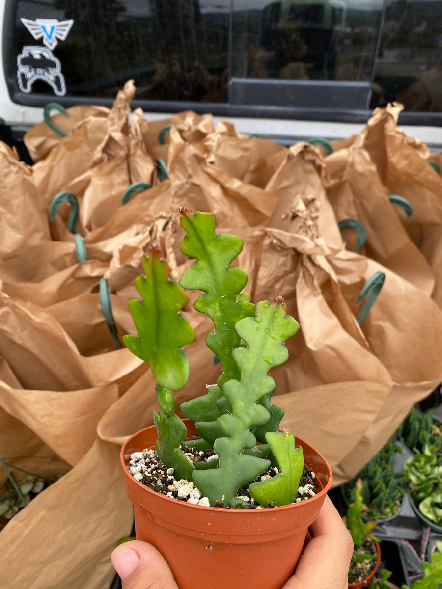 Fishbone Cactus Ric Rac Cactus Epiphyllum Anguliger 4'' Pot – Dose of ...