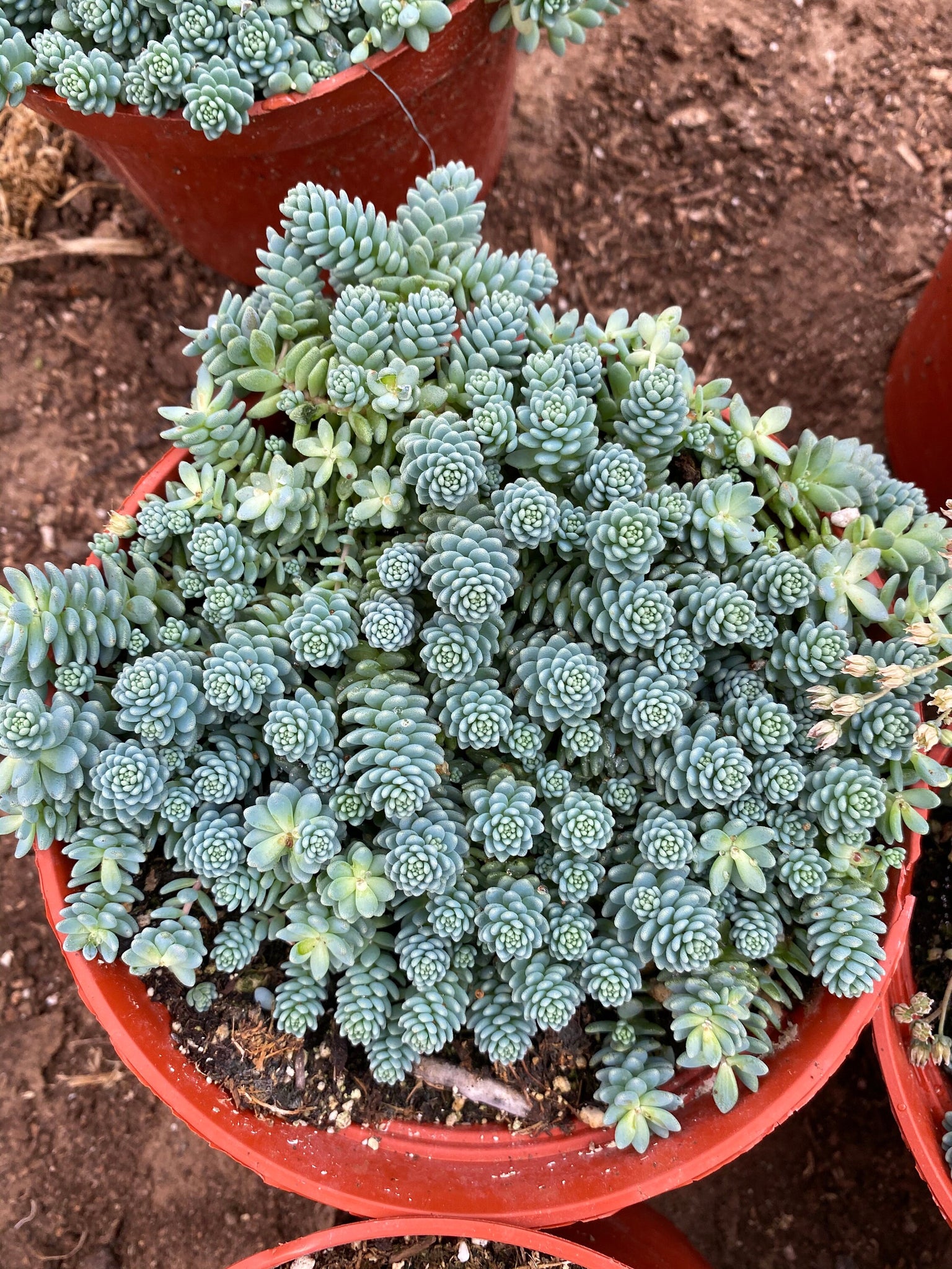 blue sedum succulent Sedum dasyphyllum 'Major' (6")