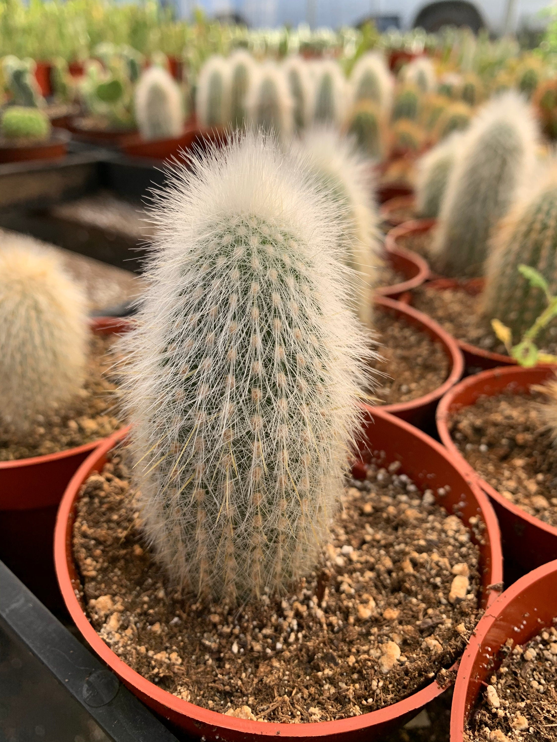 Silver Torch Cactus 'Cleistocactus strausii' 4