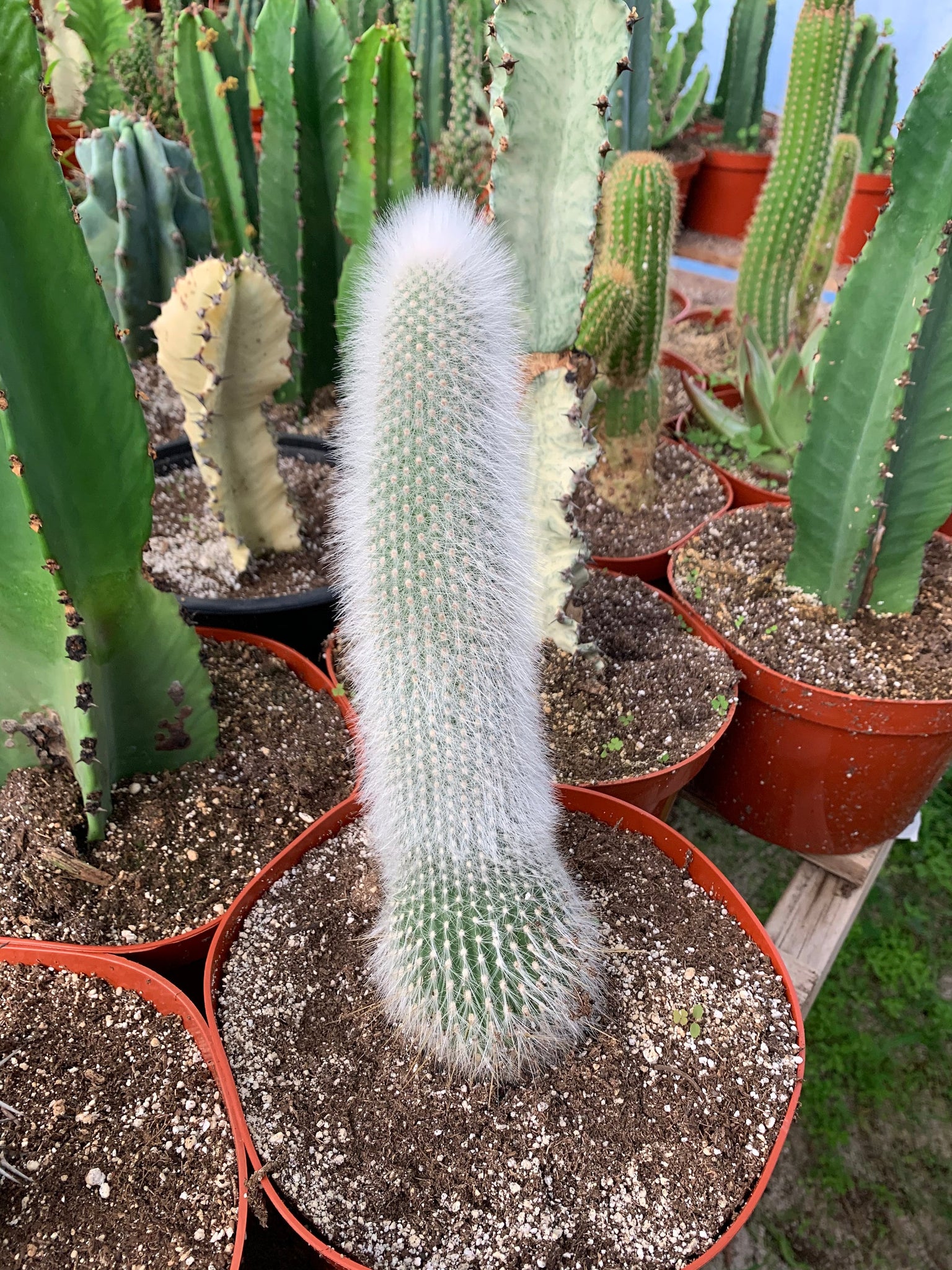 torch succulent Cleistocactus Strausii Silver Torch Cactus Large plant 8” pot – Dose of Succulents