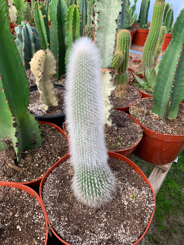 Cleistocactus Strausii Silver Torch Cactus Large plant 8” pot