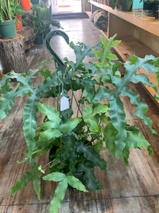 Blue Star Fern Very Large Plant in a 8” pot Phlebodium Aureum