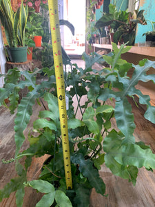 Blue Star Fern Very Large Plant in a 8” pot Phlebodium Aureum