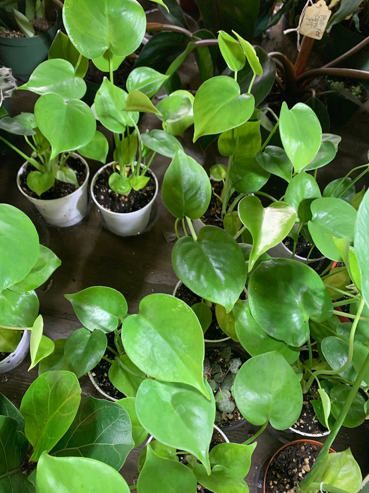 live monstera plant near me Monstera Deliciosa 4'' Pot Live Plant – Dose of Succulents