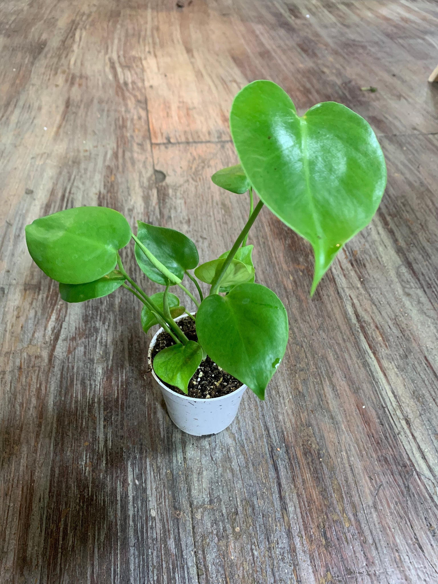 monstera live plant Monstera Deliciosa 4'' Pot Live Plant – Dose of Succulents