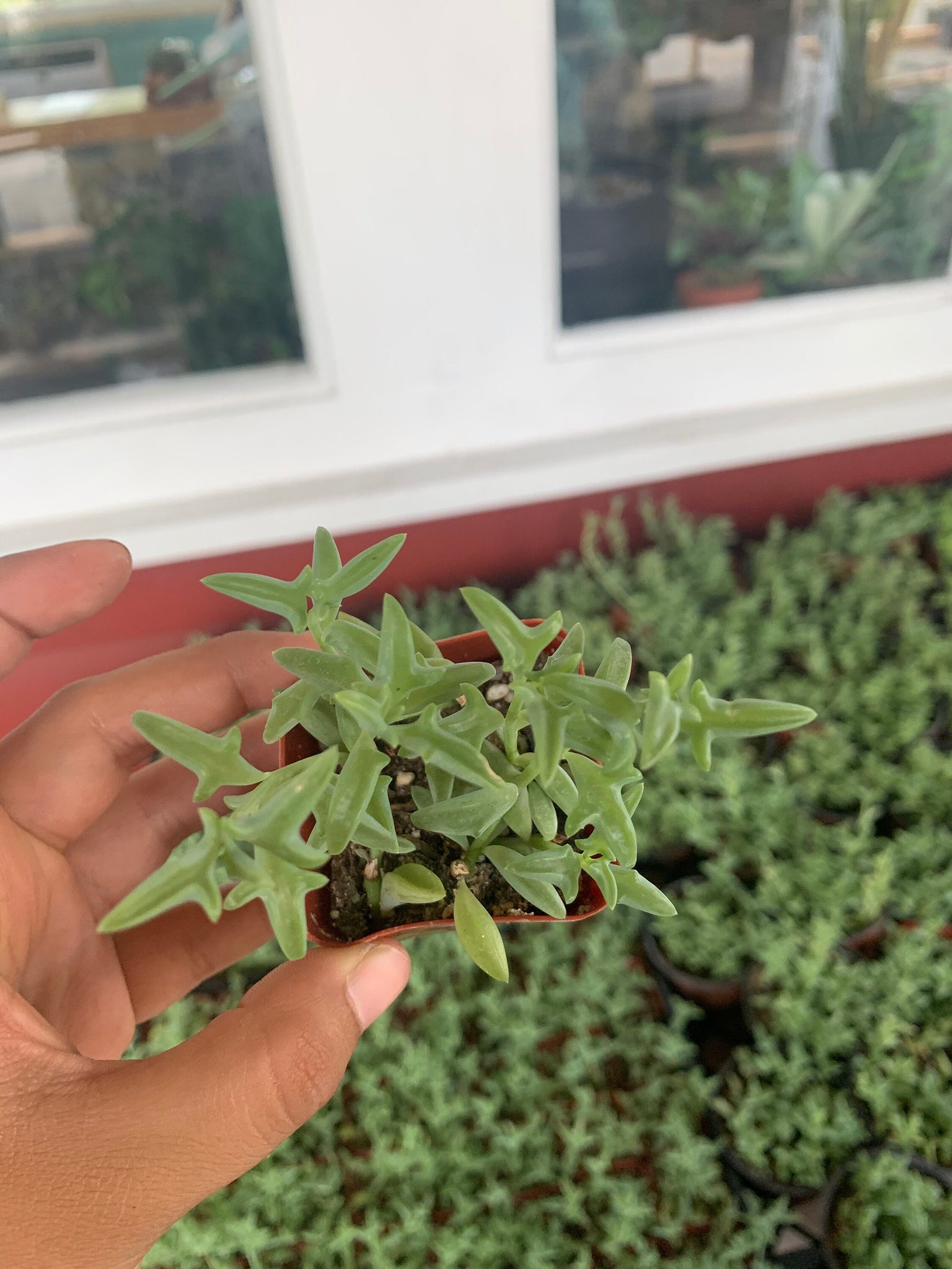 dolphin succulents where to buy String of Dolphins Succulent For Sale