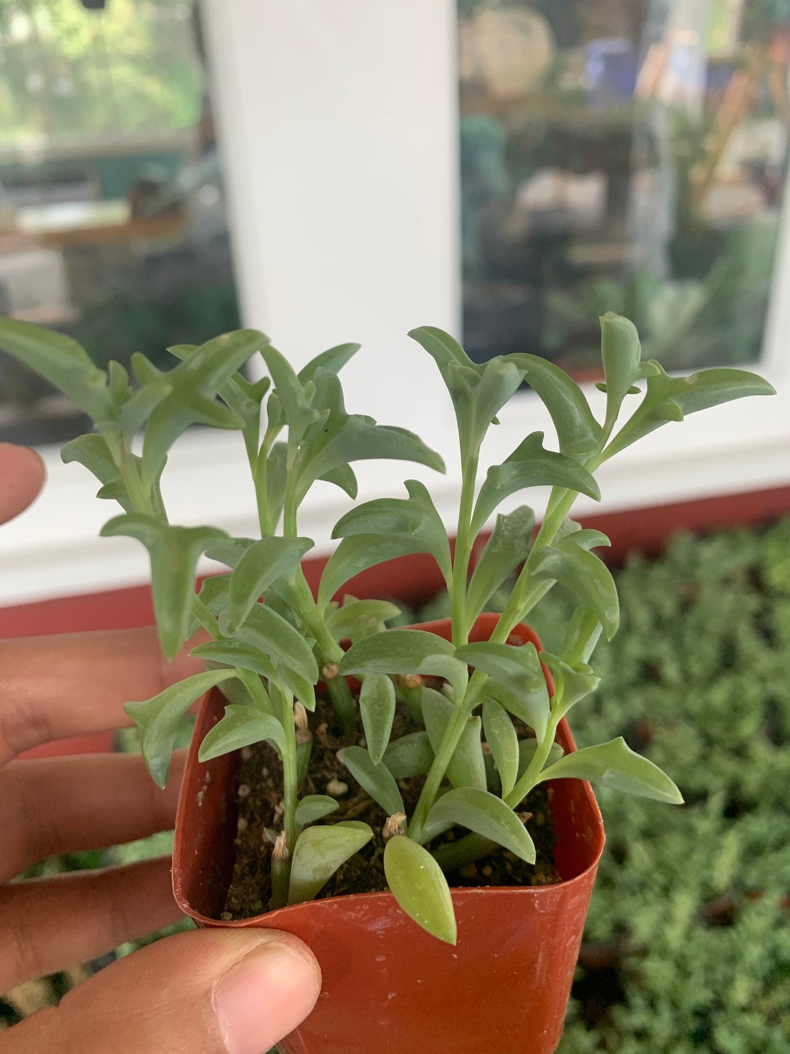 dolphin succulent for sale String of Dolphins Succulent For Sale