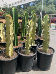 Euphorbia Ammak very large plant 18”-24” plant