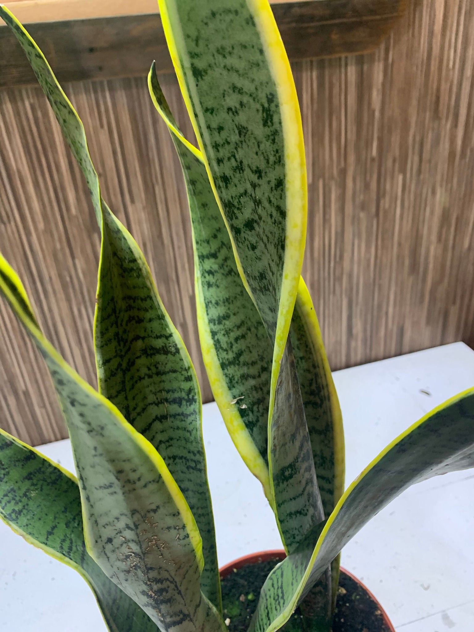 snake plant air cleaner Sansevieria Trifasciata Snake plant Live Plant 6" Pot Indoor Air Purif – Dose of Succulents