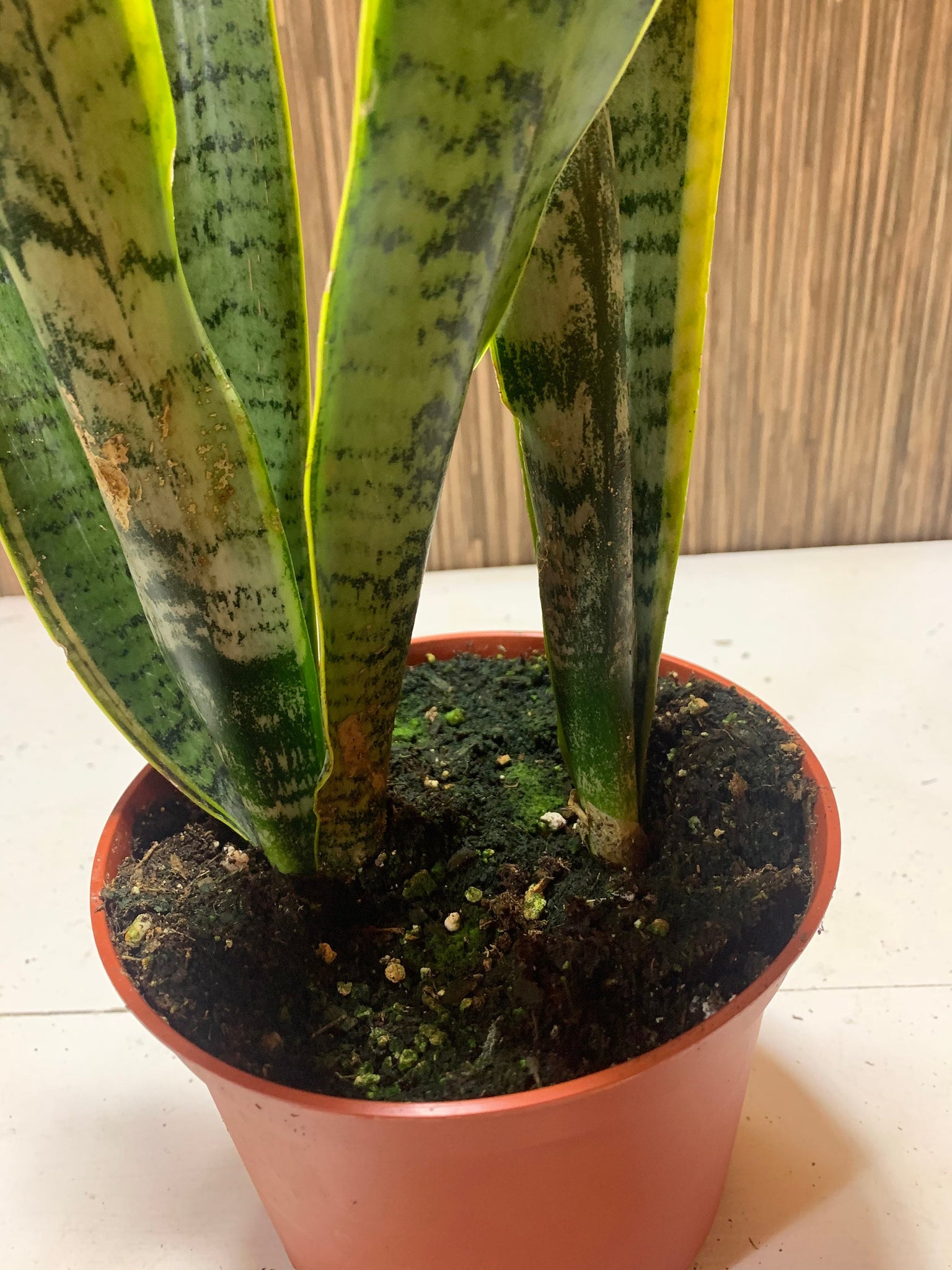 snake plant indoor air purifier Sansevieria Trifasciata Snake plant Live Plant 6" Pot Indoor Air Purif – Dose of Succulents