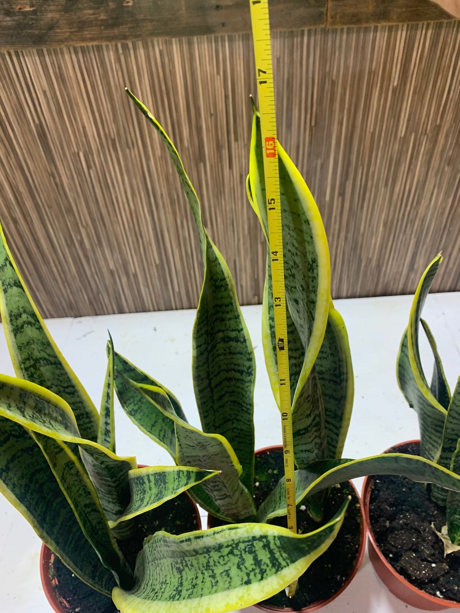 sansevieria trifasciata air purifier Sansevieria trifasciata 6in Laurentii snake plant