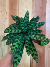 Load image into Gallery viewer, Calathea Rattlesnake Calathea Lancifolia 6” pot