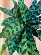 Load image into Gallery viewer, Calathea Rattlesnake Calathea Lancifolia 6” pot