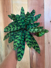 Load image into Gallery viewer, Calathea Rattlesnake Calathea Lancifolia 6” pot