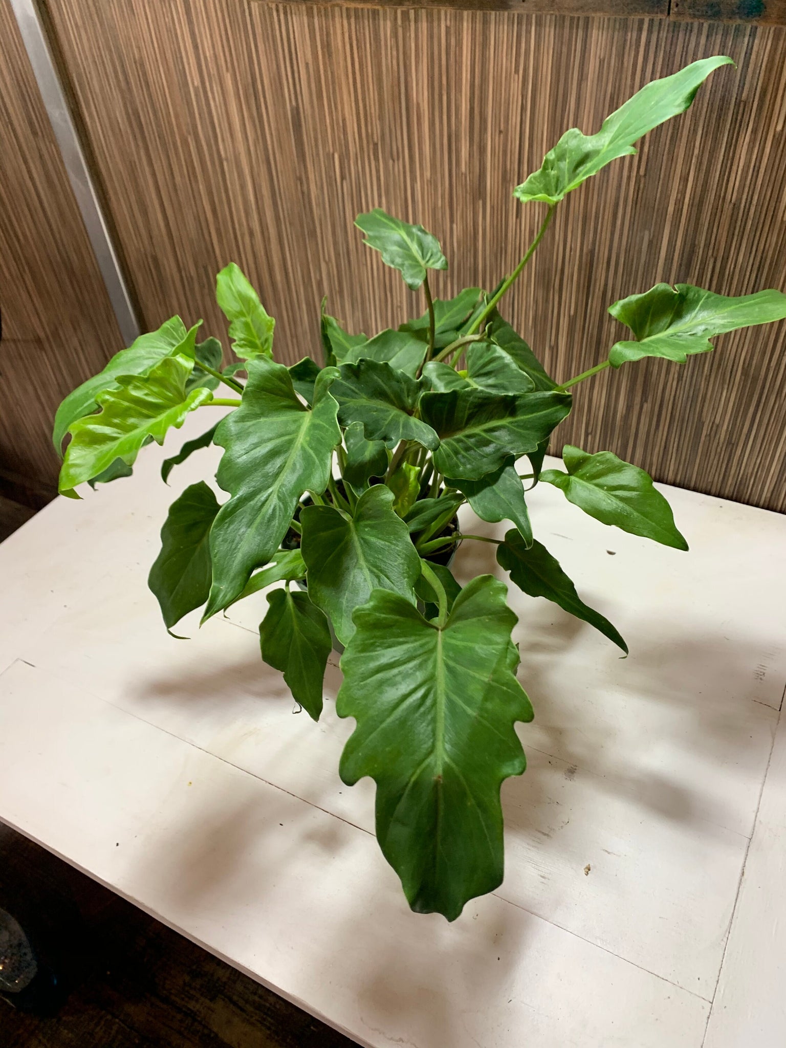 philodendron xanadu price Philodendron Xanadu 6” pot live plant – Dose of Succulents