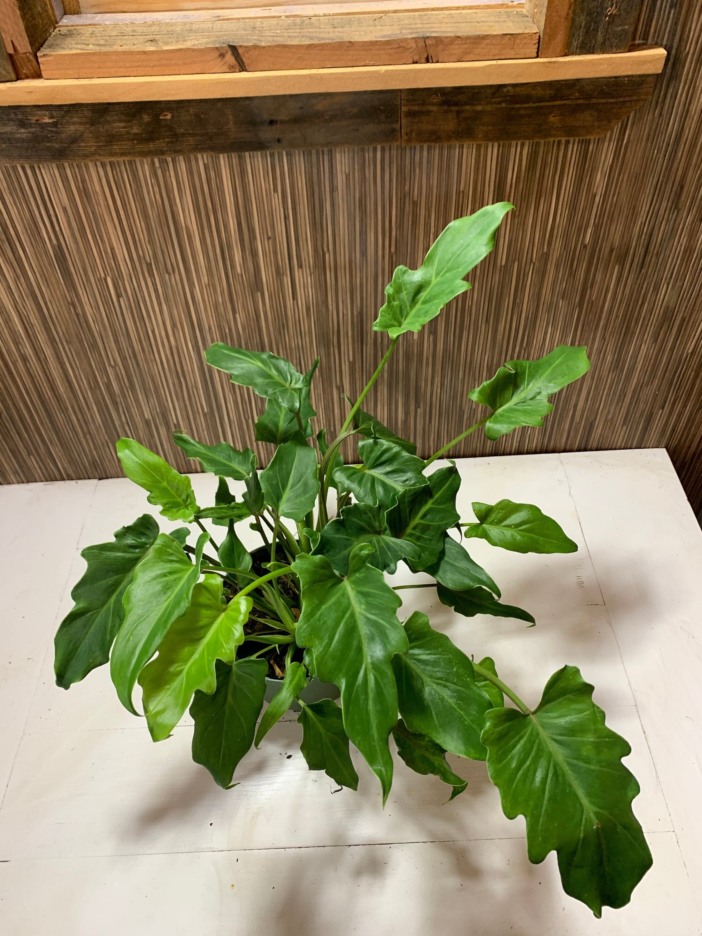 Philodendron Xanadu 6” pot live plant – Dose of Succulents