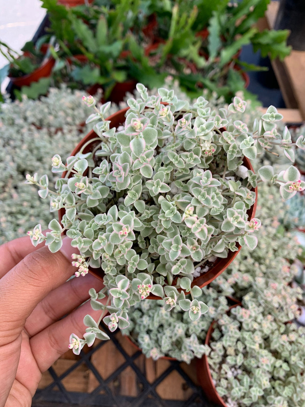 little missy succulent Little Missy Sedum: A Charming Ground Cover Succulent 4 inch / Clay Pot by Succulents Box