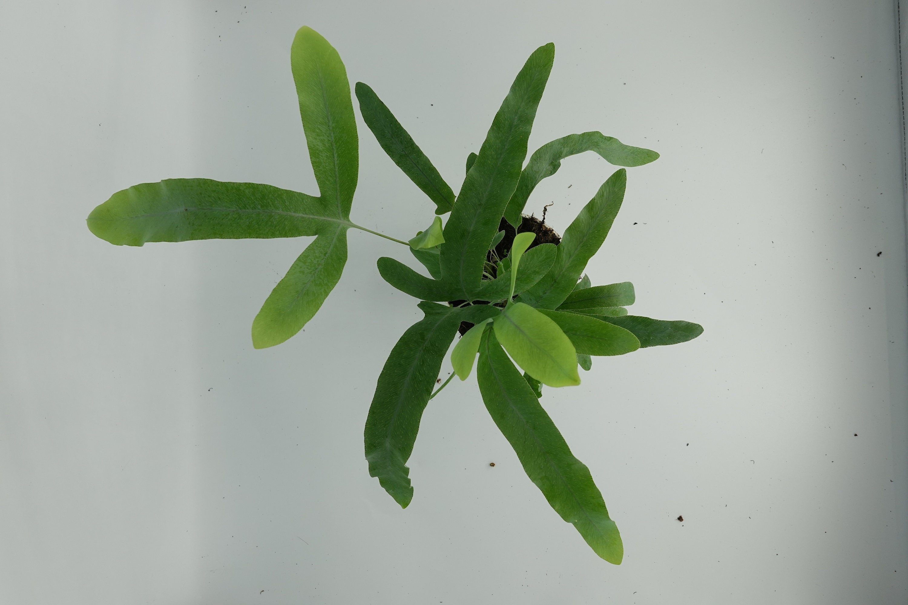 blue star fern white spots Phlebodium aureum Blue Star Fern