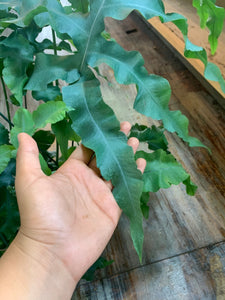 Blue Star Fern Very Large Plant in a 8” pot Phlebodium Aureum