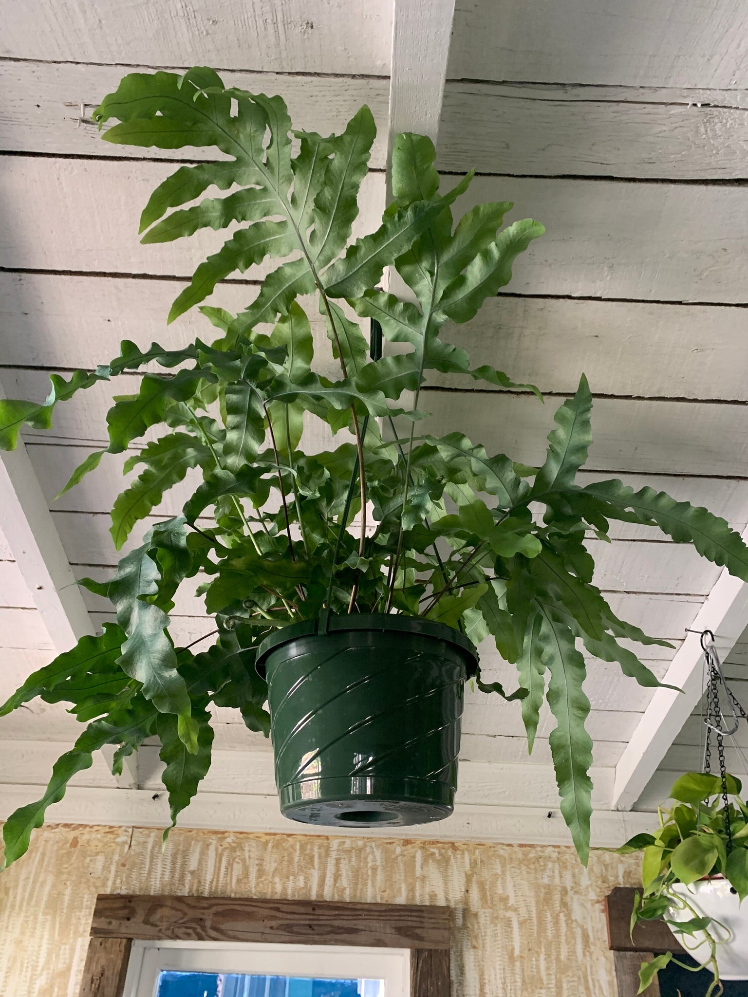 blue star fern pets Phlebodium aureum Blue Star Fern - Live Plant in 8-Inch Pot