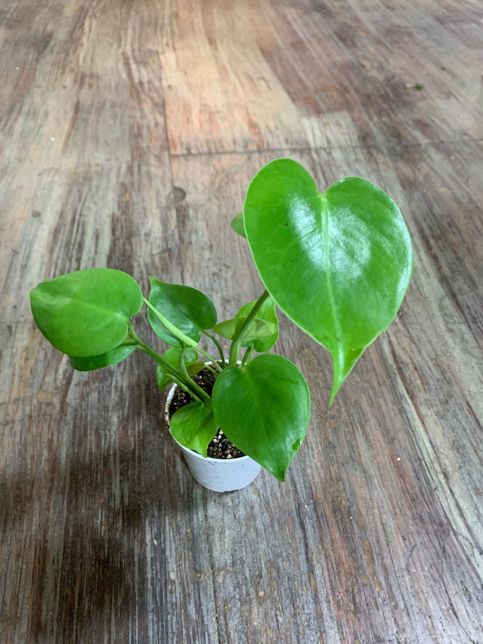 live monstera plant near me Monstera Deliciosa 4'' Pot Live Plant – Dose of Succulents